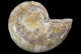 Sliced, Agatized Ammonite Fossil (Half) - Jurassic #100551-1